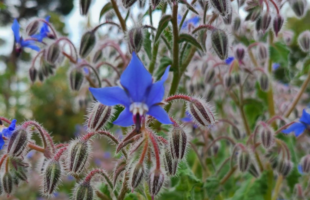 Purple Flower tranquility in Roseville CA